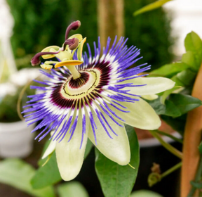 Passionflower Creamed Honey