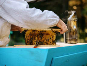 Heritage Bee Co's expert beekeepers harvesting their 100% Ontario wildflower honey. 