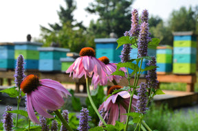 Ontario wildflowers in front of Heritage Bee Co's bee hives. 